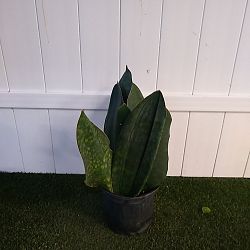 Whale Fin Sansevieria Whale Fin Sansevieria