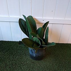 Whale Fin Sansevieria Whale Fin Sansevieria