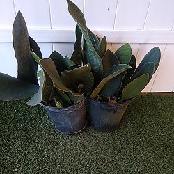 Whale Fin Sansevieria Whale Fin Sansevieria