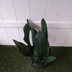 Whale Fin Sansevieria Whale Fin Sansevieria