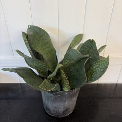 Whale Fin Sansevieria Whale Fin Sansevieria