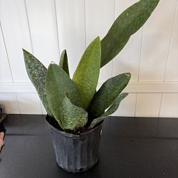 Whale Fin Sansevieria Whale Fin Sansevieria