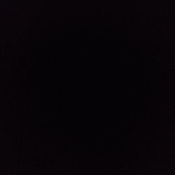 Whale Fin Sansevieria Whale Fin Sansevieria