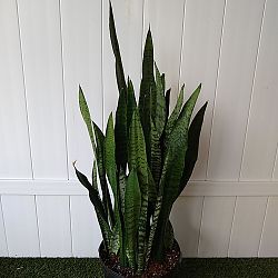 Sansevieria zeylanica Sansevieria zeylanica