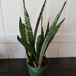 Sansevieria zeylanica Sansevieria zeylanica