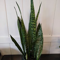 Sansevieria zeylanica Sansevieria zeylanica