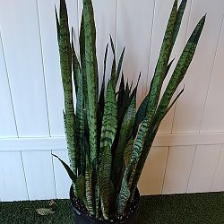 Sansevieria zeylanica Sansevieria zeylanica