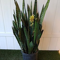 Sansevieria zeylanica Sansevieria zeylanica