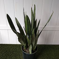 Sansevieria zeylanica Sansevieria zeylanica