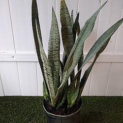 Sansevieria zeylanica Sansevieria zeylanica