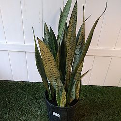 Sansevieria zeylanica Sansevieria zeylanica