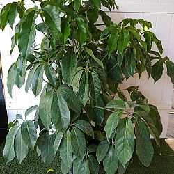 Schefflera 'Amate' Schefflera 'Amate'