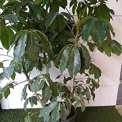 Schefflera 'Amate' Schefflera 'Amate'