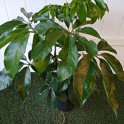 Schefflera 'Amate' Schefflera 'Amate'