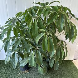 Schefflera 'Amate' Schefflera 'Amate'