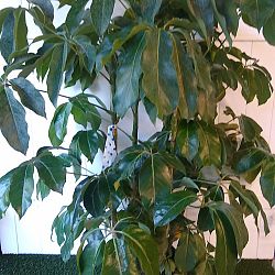 Schefflera 'Amate' Schefflera 'Amate'