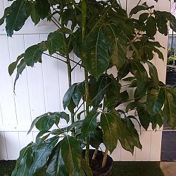 Schefflera 'Amate' Schefflera 'Amate'