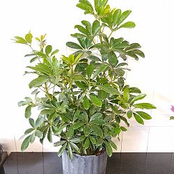 Green Dwarf Umbrella Tree Green Dwarf Umbrella Tree