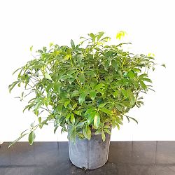 Green Dwarf Umbrella Tree Green Dwarf Umbrella Tree