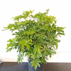 Green Dwarf Umbrella Tree Green Dwarf Umbrella Tree