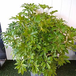 Green Dwarf Umbrella Tree Green Dwarf Umbrella Tree