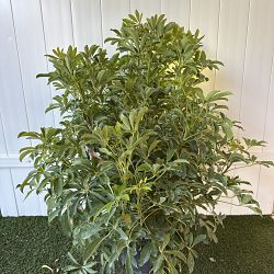 Green Dwarf Umbrella Tree Green Dwarf Umbrella Tree