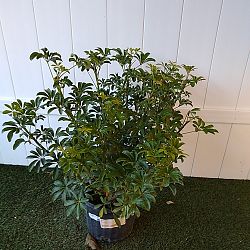 Green Dwarf Umbrella Tree Green Dwarf Umbrella Tree