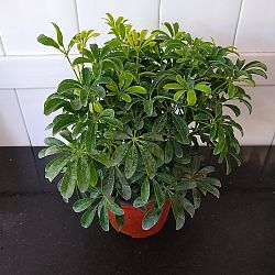 Compact Dwarf Umbrella Tree Compact Dwarf Umbrella Tree