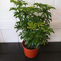 Compact Dwarf Umbrella Tree Compact Dwarf Umbrella Tree