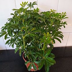 Compact Dwarf Umbrella Tree Compact Dwarf Umbrella Tree