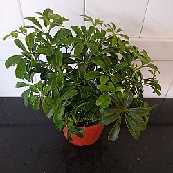 Compact Dwarf Umbrella Tree Compact Dwarf Umbrella Tree