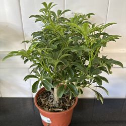 Compact Dwarf Umbrella Tree Compact Dwarf Umbrella Tree