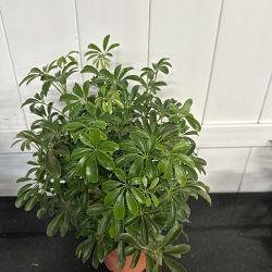 Compact Dwarf Umbrella Tree Compact Dwarf Umbrella Tree