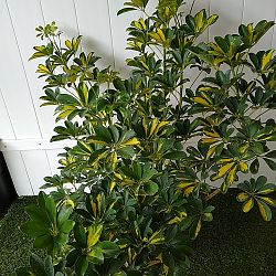 Schefflera arboricola 'Gold Capella', Umbrella Tree Schefflera arboricola 'Gold Capella', Umbrella Tree