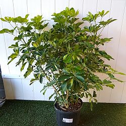 Schefflera arboricola 'Gold Capella', Umbrella Tree Schefflera arboricola 'Gold Capella', Umbrella Tree