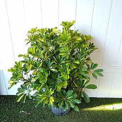 Schefflera arboricola 'Gold Capella', Umbrella Tree Schefflera arboricola 'Gold Capella', Umbrella Tree