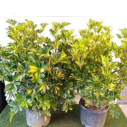 Schefflera arboricola 'Gold Capella', Umbrella Tree Schefflera arboricola 'Gold Capella', Umbrella Tree