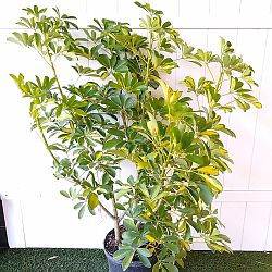 Schefflera arboricola 'Gold Capella', Umbrella Tree Schefflera arboricola 'Gold Capella', Umbrella Tree