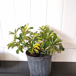 Schefflera arboricola 'Gold Capella', Umbrella Tree Schefflera arboricola 'Gold Capella', Umbrella Tree