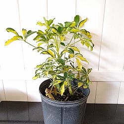 Schefflera arboricola 'Trinette' Schefflera arboricola 'Trinette'