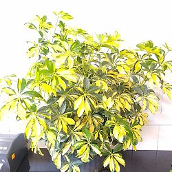 Schefflera arboricola 'Trinette' Schefflera arboricola 'Trinette'