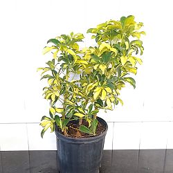 Schefflera arboricola 'Trinette' Schefflera arboricola 'Trinette'