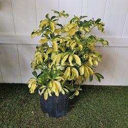 Schefflera arboricola 'Trinette' Schefflera arboricola 'Trinette'