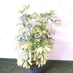 Schefflera arboricola 'Trinette' Schefflera arboricola 'Trinette'