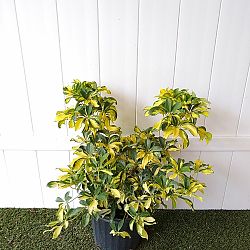 Schefflera arboricola 'Trinette' Schefflera arboricola 'Trinette'