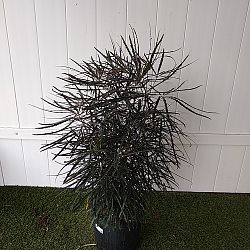 False Aralia False Aralia