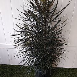 False Aralia False Aralia