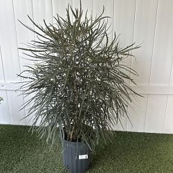 False Aralia False Aralia