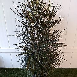 False Aralia False Aralia