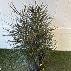 False Aralia False Aralia